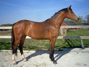 Duschesse 2 år