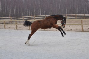 Duschesse 7 månader