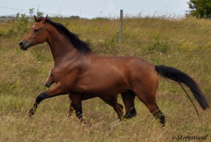 Duschesse 4 år