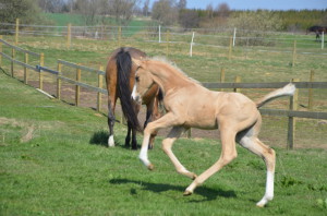 2 veckor