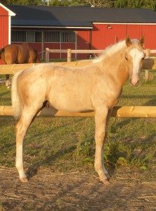 Dollys föl