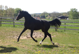3 år