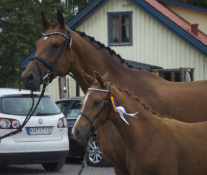 dauntlessduschesse