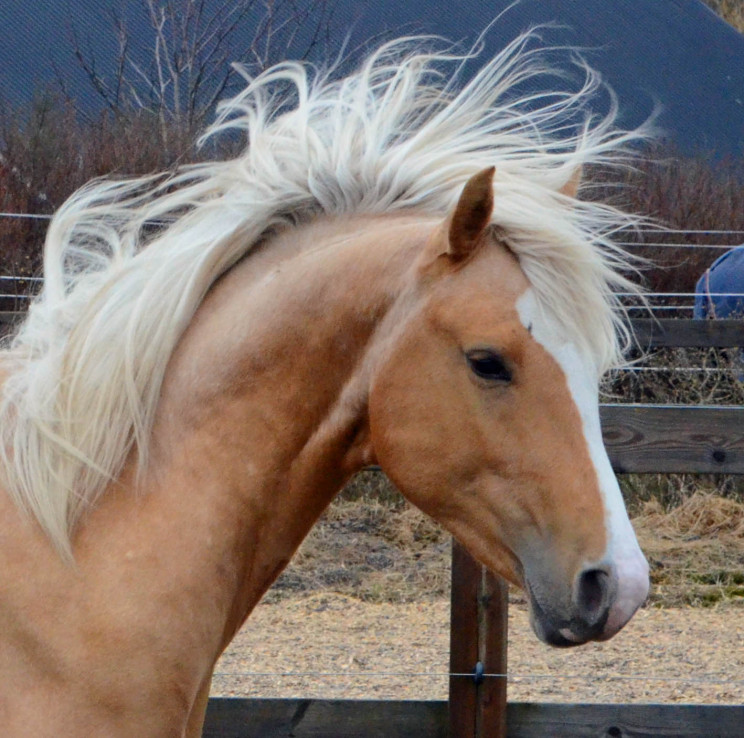 Zafferano 2 år