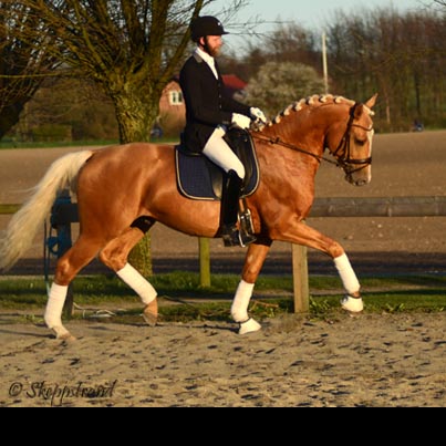 wp-zaff1
