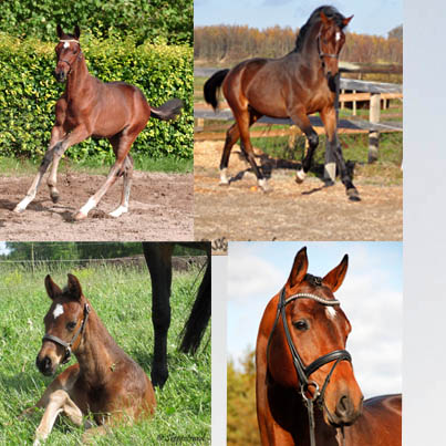 lassemix