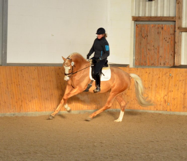 zaffran-testryttaredsc_9833